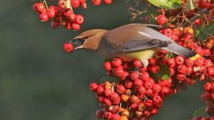 Cedar Waxwing eating berries, a favorite food