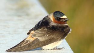 Cliff Swallow