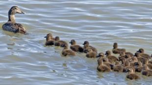 Female Common Eider with a creche of chicks