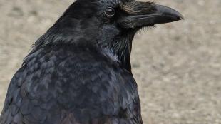 Common Raven