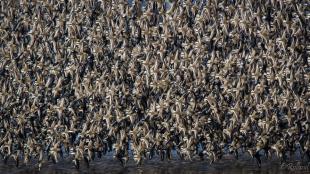 Dunlin flock