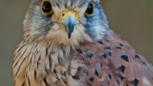 Eurasian Kestrel