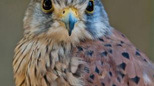 Eurasian Kestrel