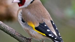 European Goldfinch