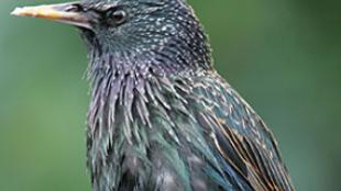 European Starlings