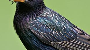 European Starling 