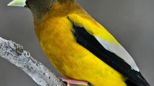 Evening Grosbeak