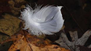 Feather on the ground