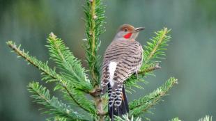 Flicker showing white in rump