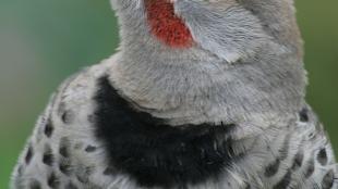 Northern Flicker