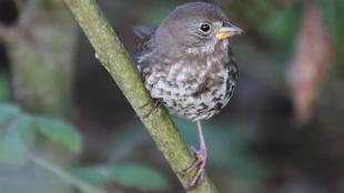 Fox Sparrow perched on branch