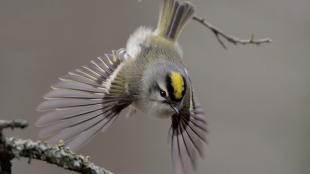 Golden-Crowned Kinglet