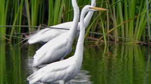 Great Egrets