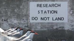 Great Gull Island