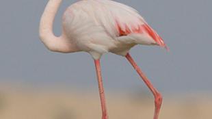Greater Flamingo