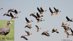 Greater White-fronted Geese