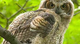 Great Horned Owl