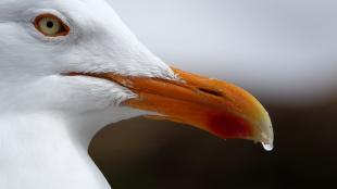 Herring Gull