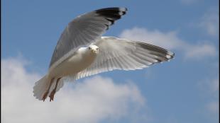 Herring Gull hovering