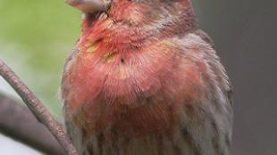 A House Finch Singing