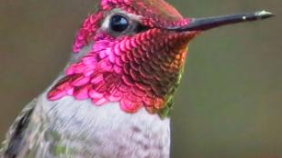 Male Anna's Hummingbird at feeder