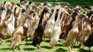 Indian Runner Ducks