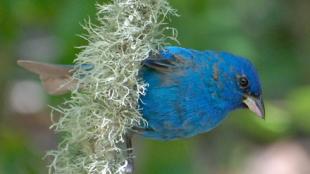 Indigo Bunting