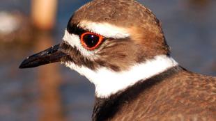 Kildeer stays alert