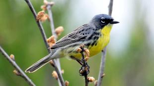 Kirtland's Warbler