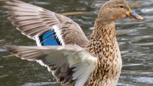 Female Mallard Duck