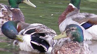 Mallards' Eclipse Plumage