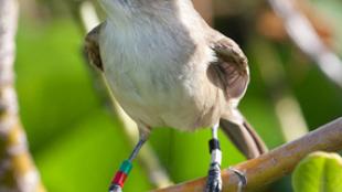 Millerbird