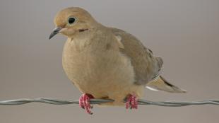 Mourning Dove