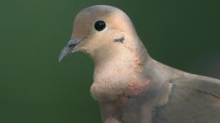 Mourning Dove