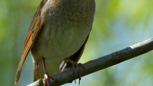 Nightingale perched on branch