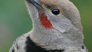 Northern Flicker