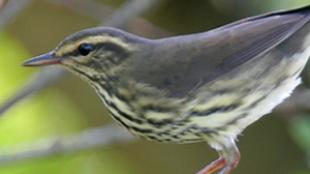 Northern Waterthrush