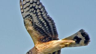 Northern Harrier