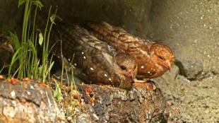 Oilbirds perched on rocks in cave