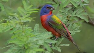 Painted Bunting