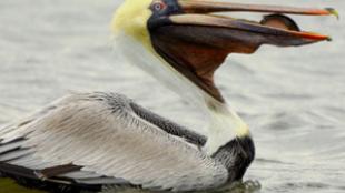 A Brown Pelican