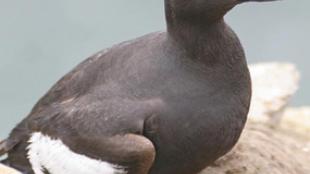 Pigeon Guillemot