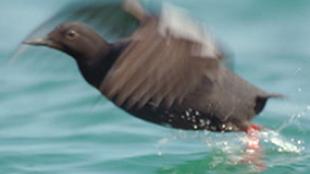 Pigeon Guillemot