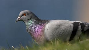 Rock Pigeon