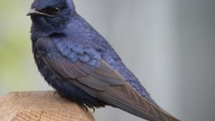 A Purple Martin