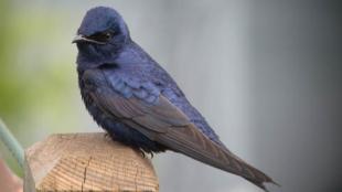 A Purple Martin