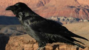 Common Raven