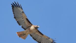 Red-tailed Hawk