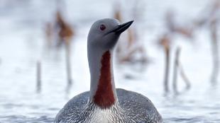 Red-throated Loon