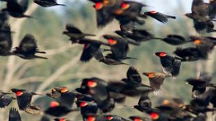 Red-winged Blackbirds